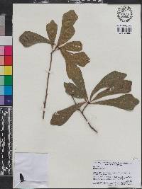 Quercus nigra image