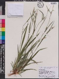 Image of Carex blanda