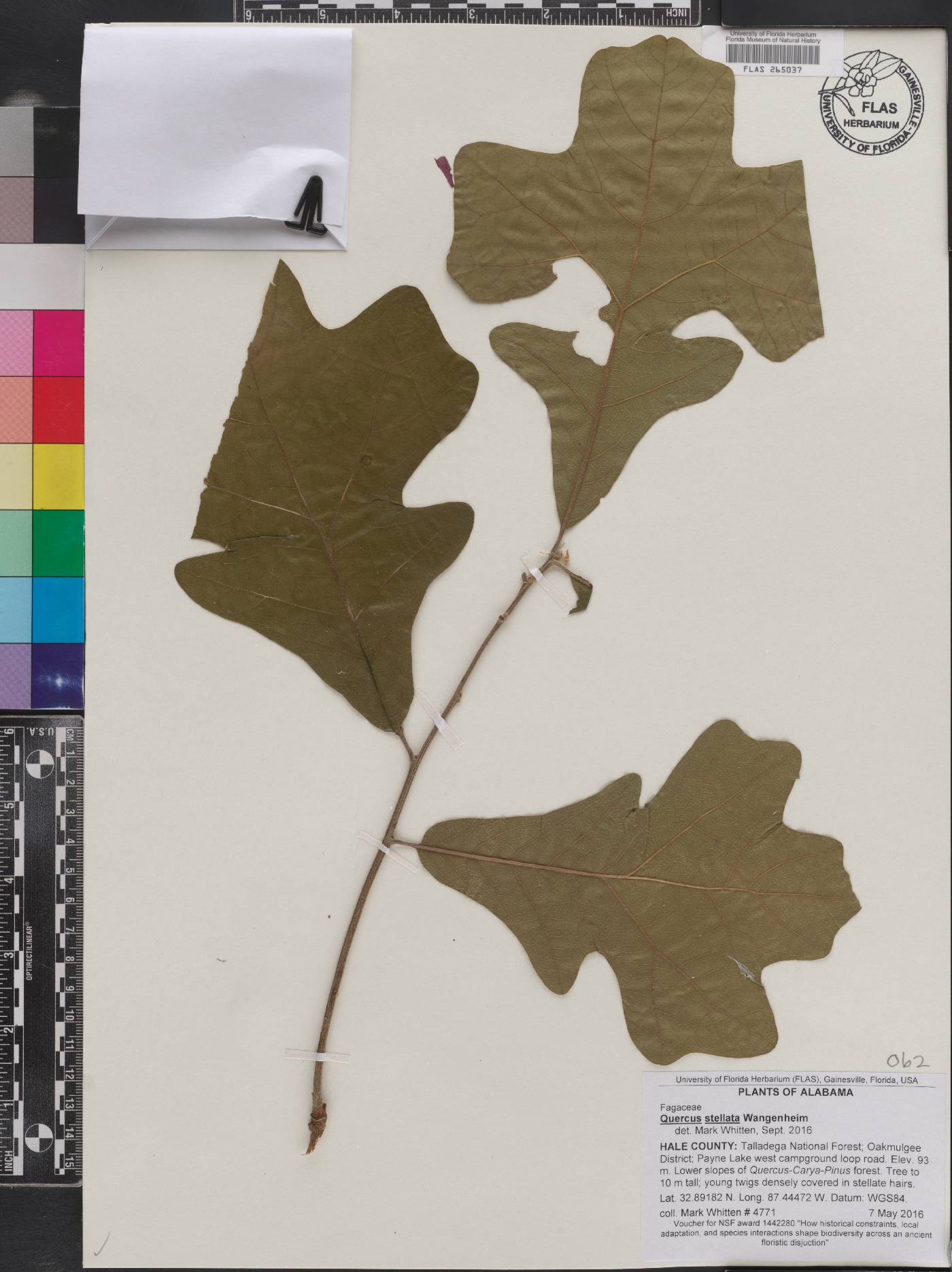 Quercus stellata image