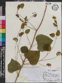 Smilax herbacea image