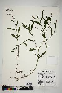 Persicaria hydropiperoides image