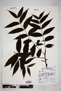 Juglans nigra image