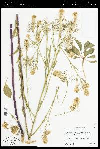 Thelypodium integrifolium image