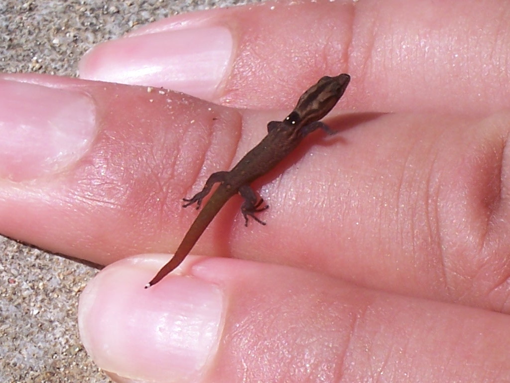 Sphaerodactylus macrolepis image