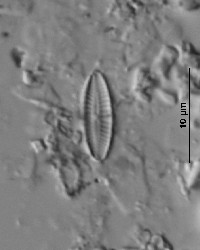 Achnanthes subhudsonis image