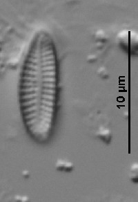 Achnanthes subhudsonis image