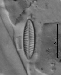 Achnanthes subhudsonis image