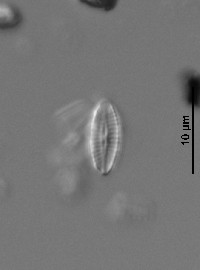 Achnanthidium atomus image