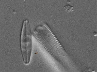 Achnanthidium druartii image