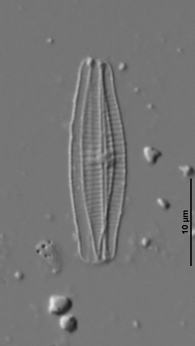 Achnanthidium druartii image