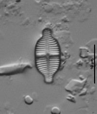 Achnanthidium exiguum image