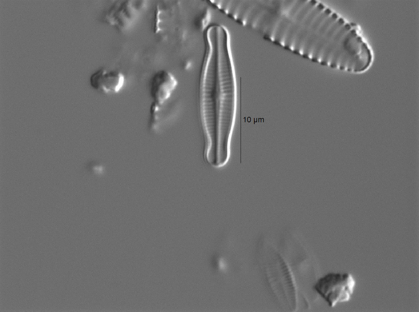 Achnanthidium latecephalum image