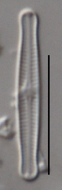 Achnanthidium caledonicum image