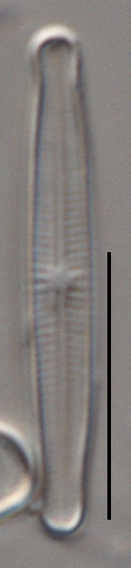 Achnanthidium caledonicum image