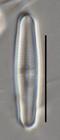 Image of Achnanthidium jackii