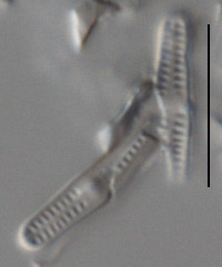Image of Achnanthidium kriegeri