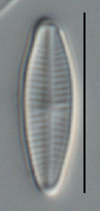 Achnanthidium pyrenaicum image