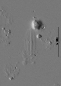 Adlafia minuscula image