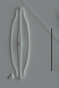 Adlafia drouetiana image