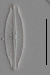 Adlafia drouetiana image