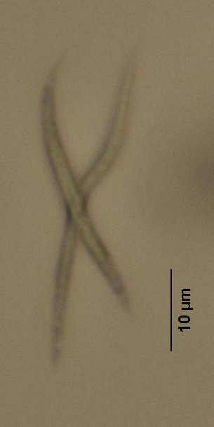 Chlorellaceae image