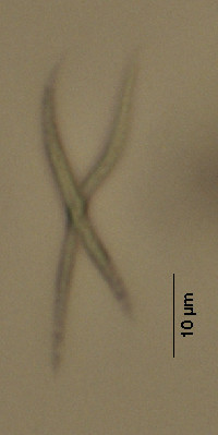 Image of Ankistrodesmus fusiformis