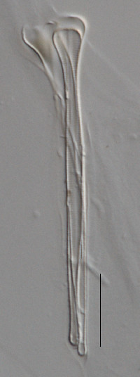 Asterionella ralfsii var. americana image