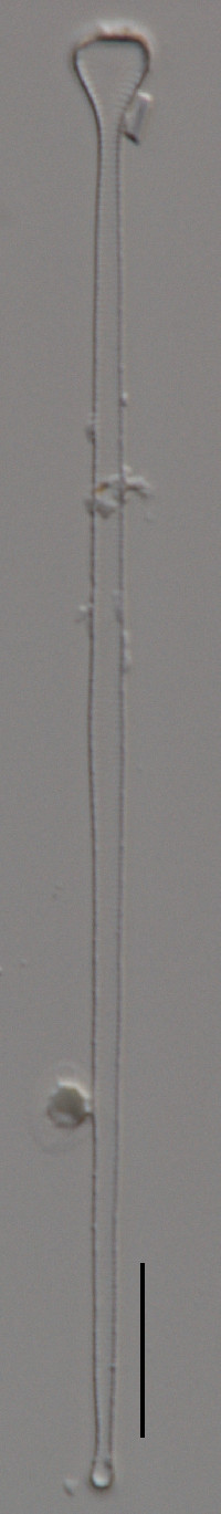 Asterionella ralfsii image