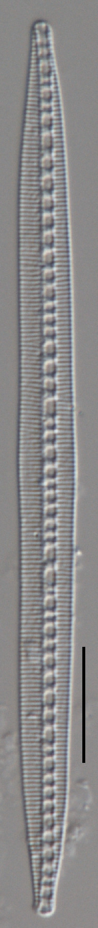 Image of Bacillaria paradoxa