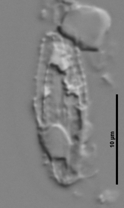 Scoliotropidaceae image