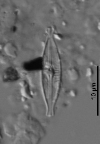 Brachysira microcephala image