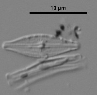 Brachysira microcephala image