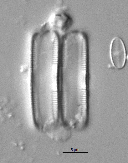 Caloneis bacillum var. lancettula image