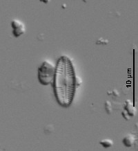 Caloneis bacillum image