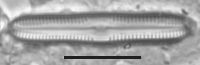Image of Caloneis bacillum