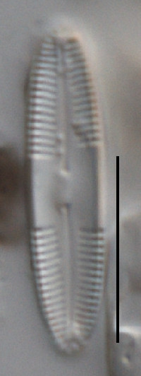 Caloneis bacillum image