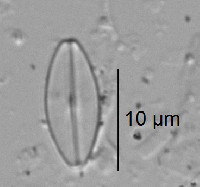 Cavinula cocconeiformis image