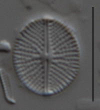 Image of Cavinula pseudoscutiformis
