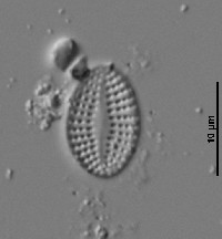 Image of Cocconeis disculus