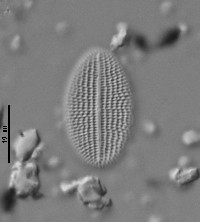 Cocconeis placentula image