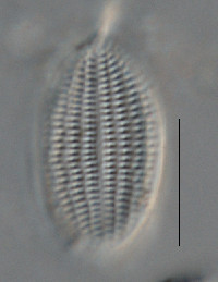 Cocconeis placentula image