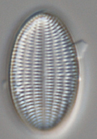 Cocconeis placentula image