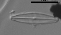 Image of Craticula minusculoides