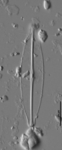 Image of Craticula riparia