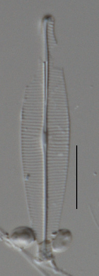 Image of Craticula buderi