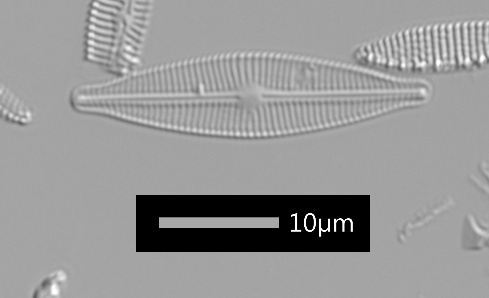 Craticula halophila image