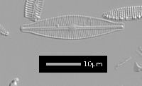 Image of Craticula halophila