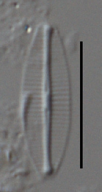 Image of Craticula molestiformis
