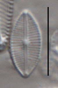Craticula subminuscula image