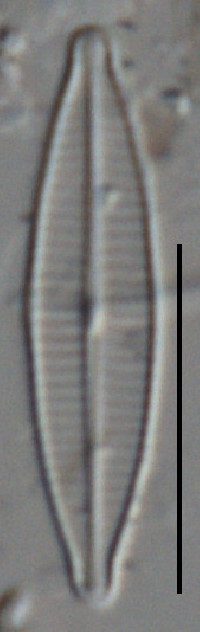 Image of Craticula submolesta